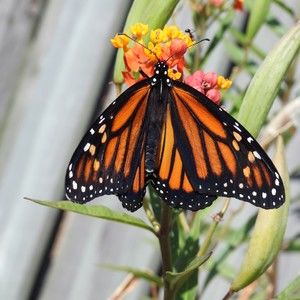 Meet your Posher, Linda